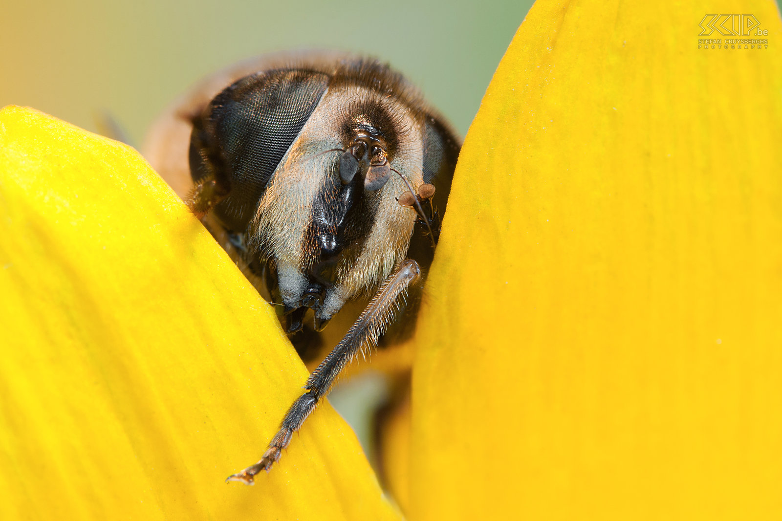 Insects - Bee This past summer I have been photographing insects with my new macro lens and extension rings. This resulted in some nice pictures which reveal a lot of interesting details of these insects. Stefan Cruysberghs